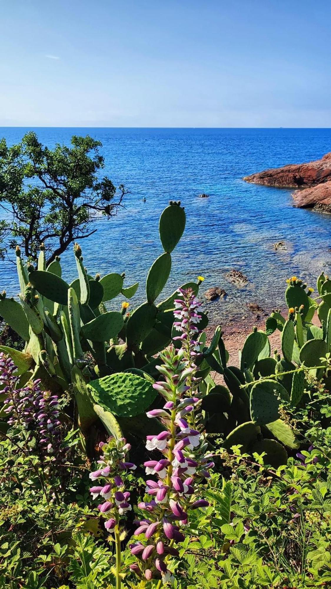 T2 En Rez De Jardin Privatif Cloture , Cap Esterel Pierre Et Vacances ,Piscine Chauffee Des Le 05 Avril Au 02 Novembre Saint-Raphaël Buitenkant foto